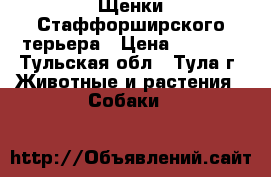 Щенки Стаффорширского терьера › Цена ­ 9 000 - Тульская обл., Тула г. Животные и растения » Собаки   
